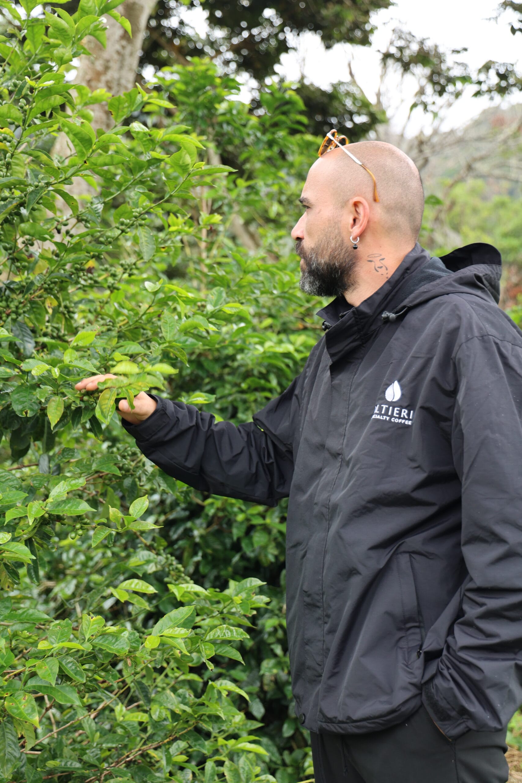 The Journey of the Coffee Bean: From High-Altitude Farms to Your Cup
