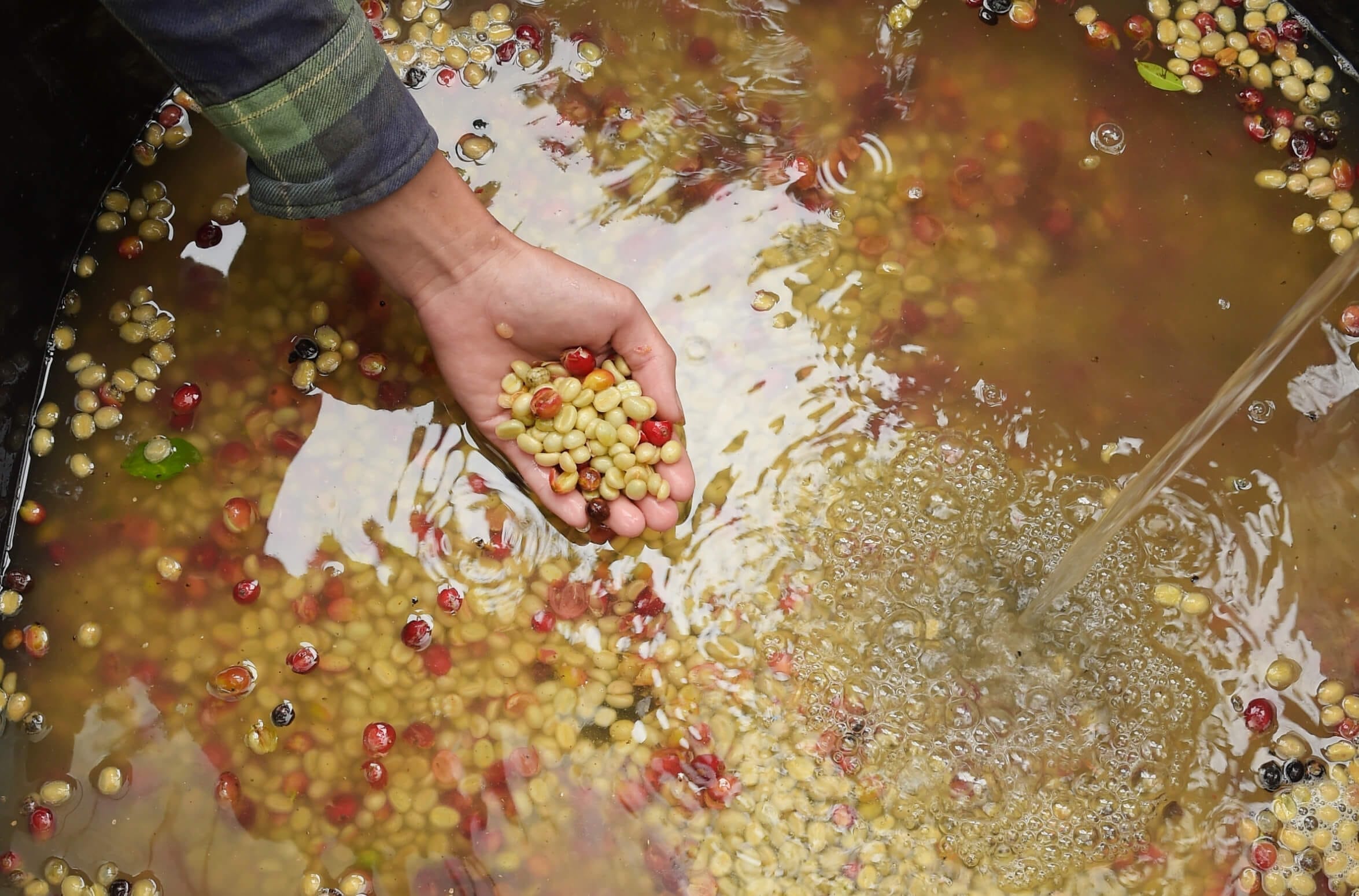 coffee processing methods