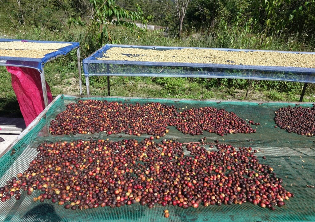 Coffee cherries drying in sunlight.