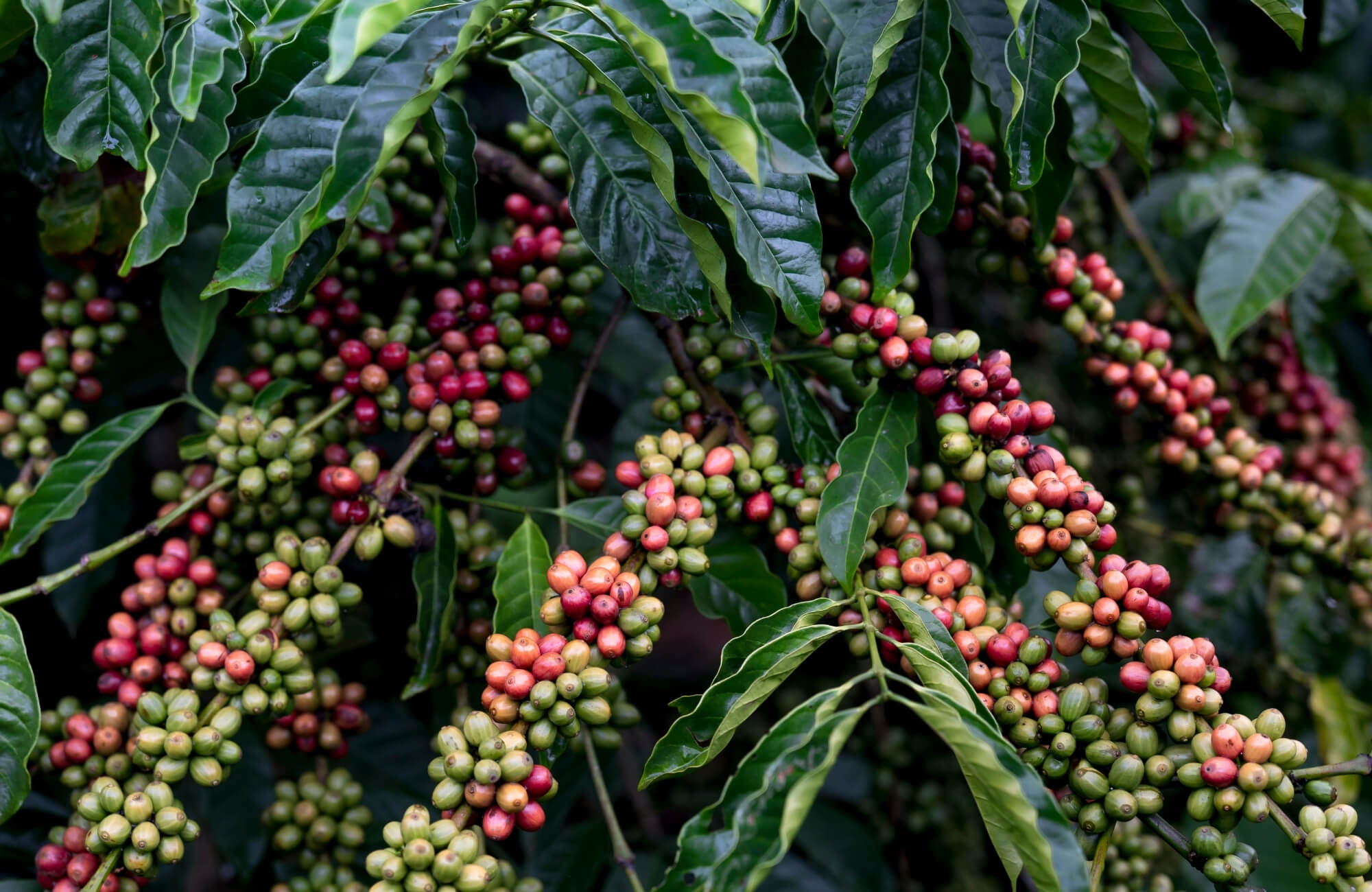Fazenda Ambiental Fortaleza (FAF) Coffee Beans